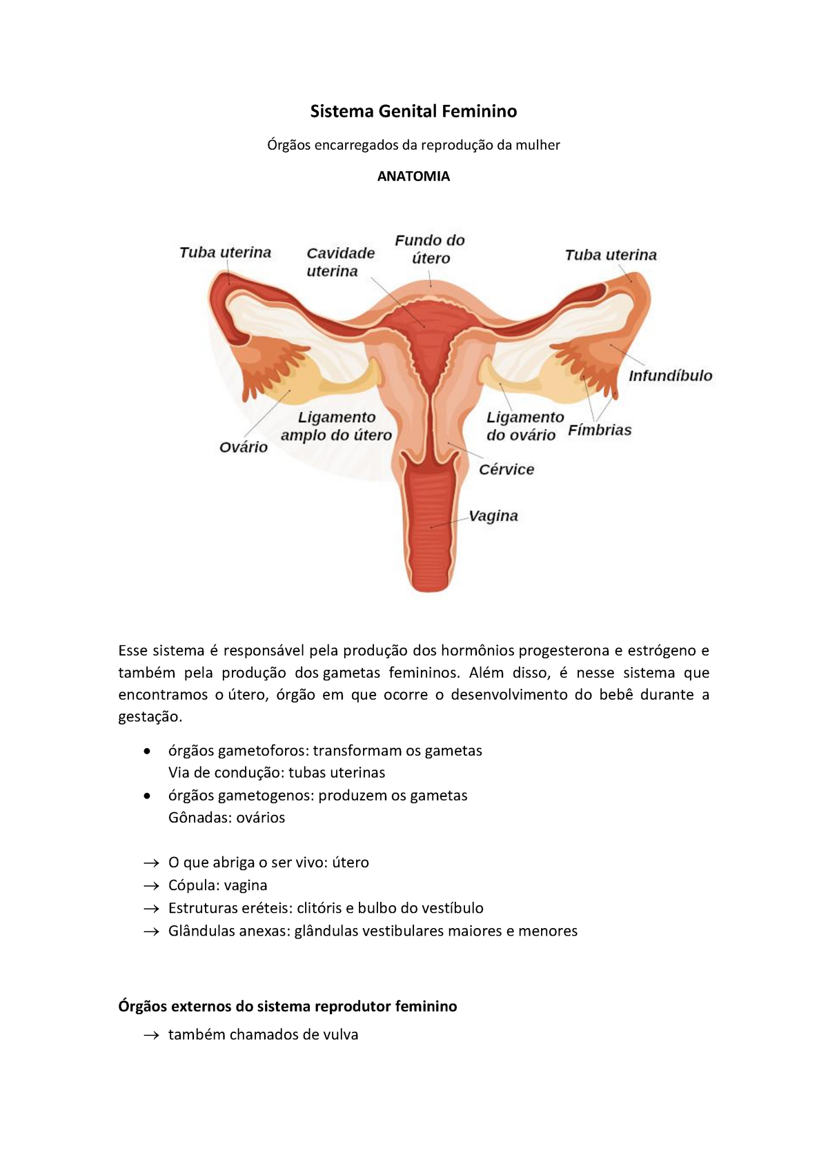 Sistema Genital Feminino - Sistema Genital Feminino Órgãos