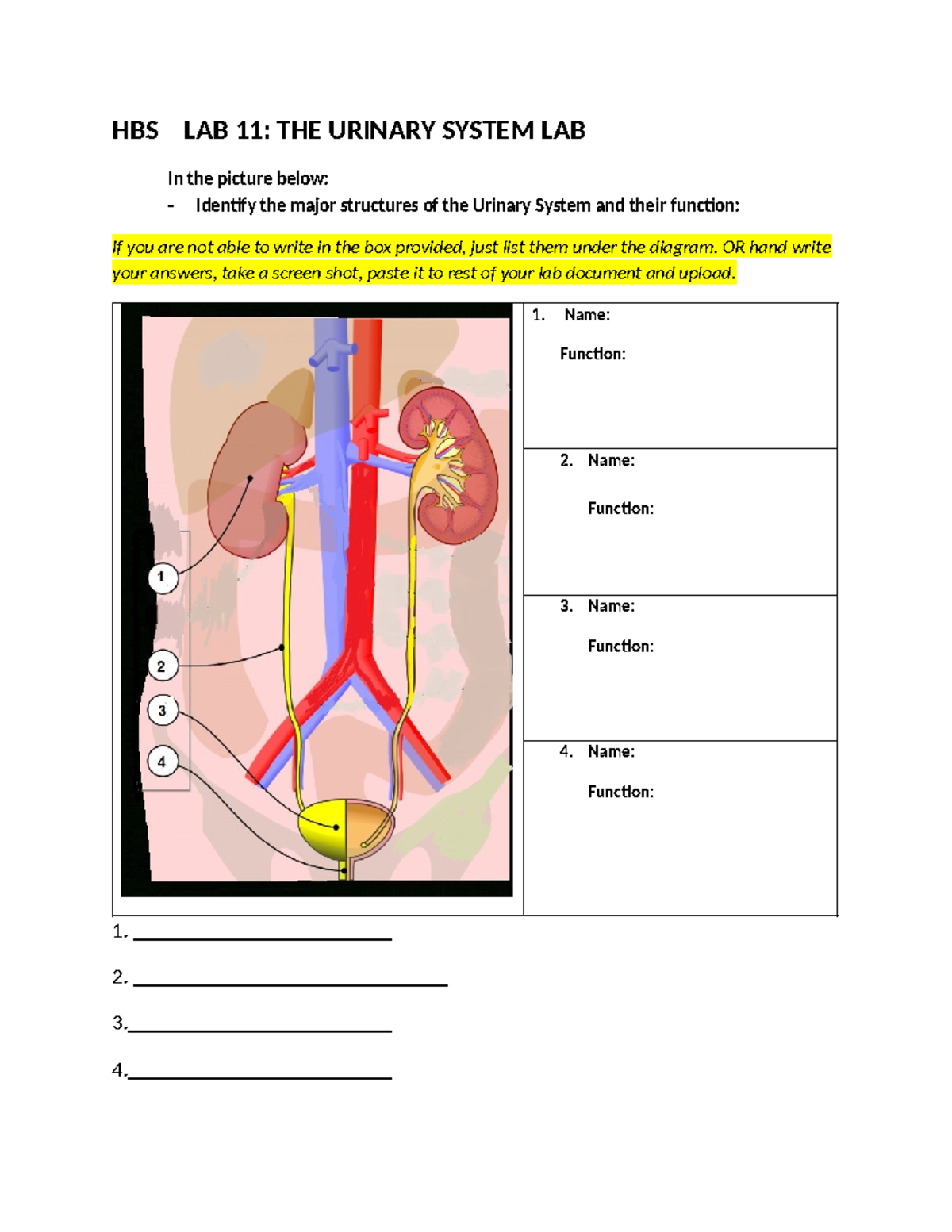 Lab 11 Urinary system Lab review - HBS LAB 11: THE URINARY SYSTEM LAB ...