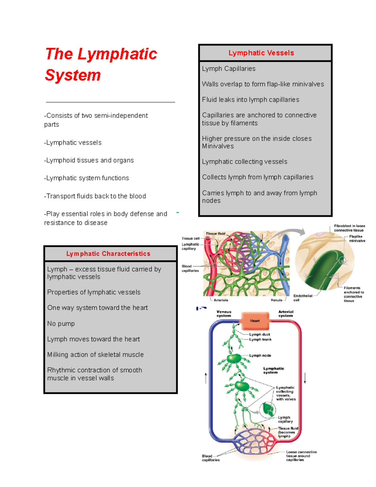 Immunology Reviewer for finals The Lymphatic System Consists of
