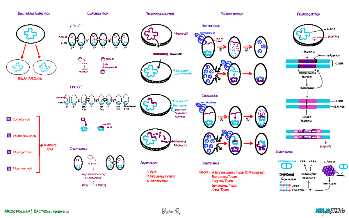 Microbiology] 02. Bacterial Genetics - Key - Microbiology | Bacterial ...