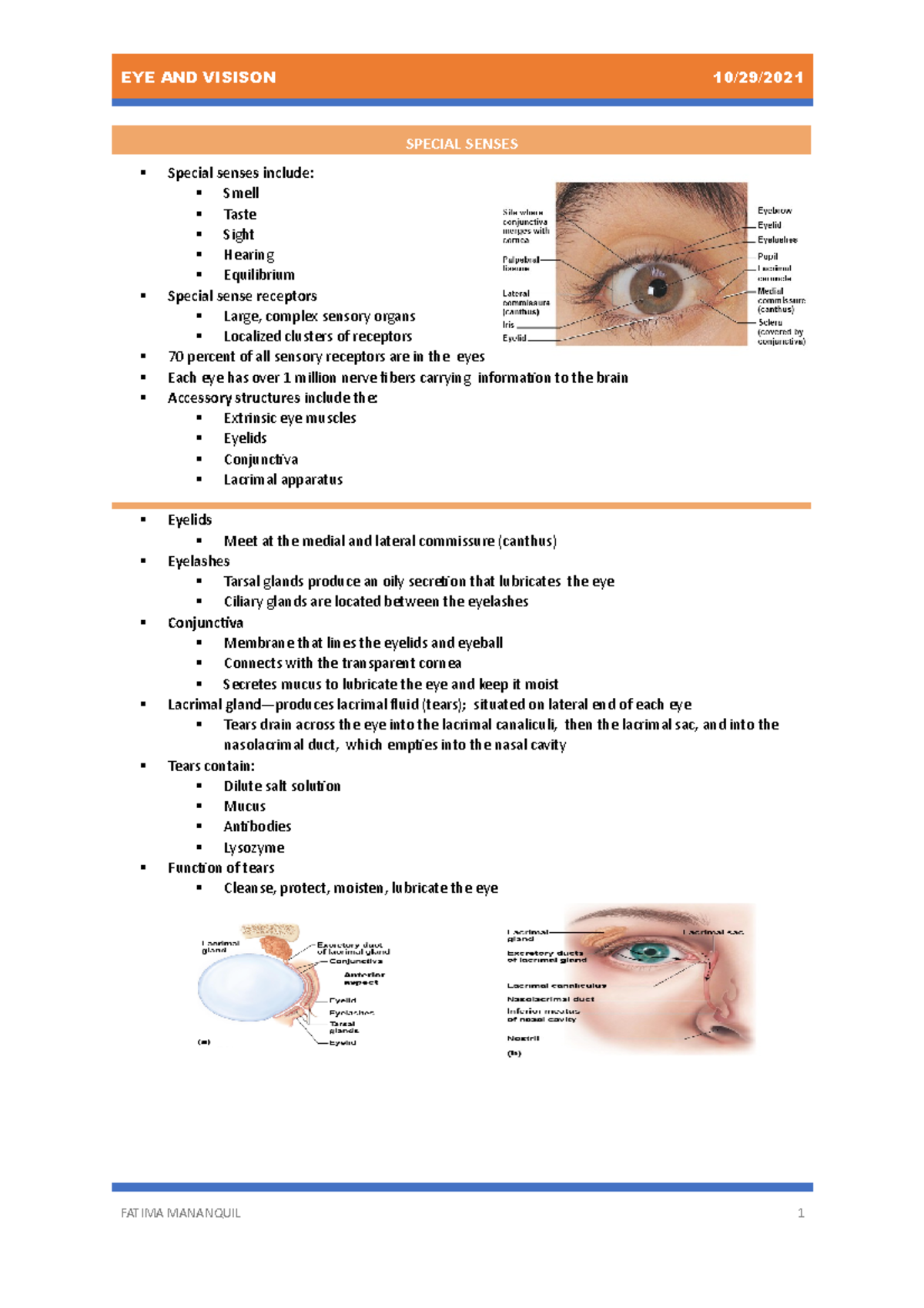 EYE AND Visison - ANAPHY LAB NOTES - Special senses include: Smell ...