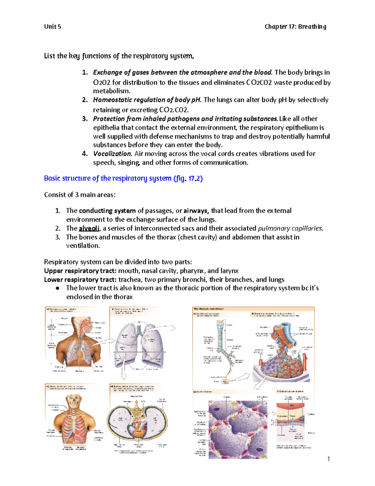 Hphys 2 UNIT 5 Breathing - List the key functions of the respiratory ...