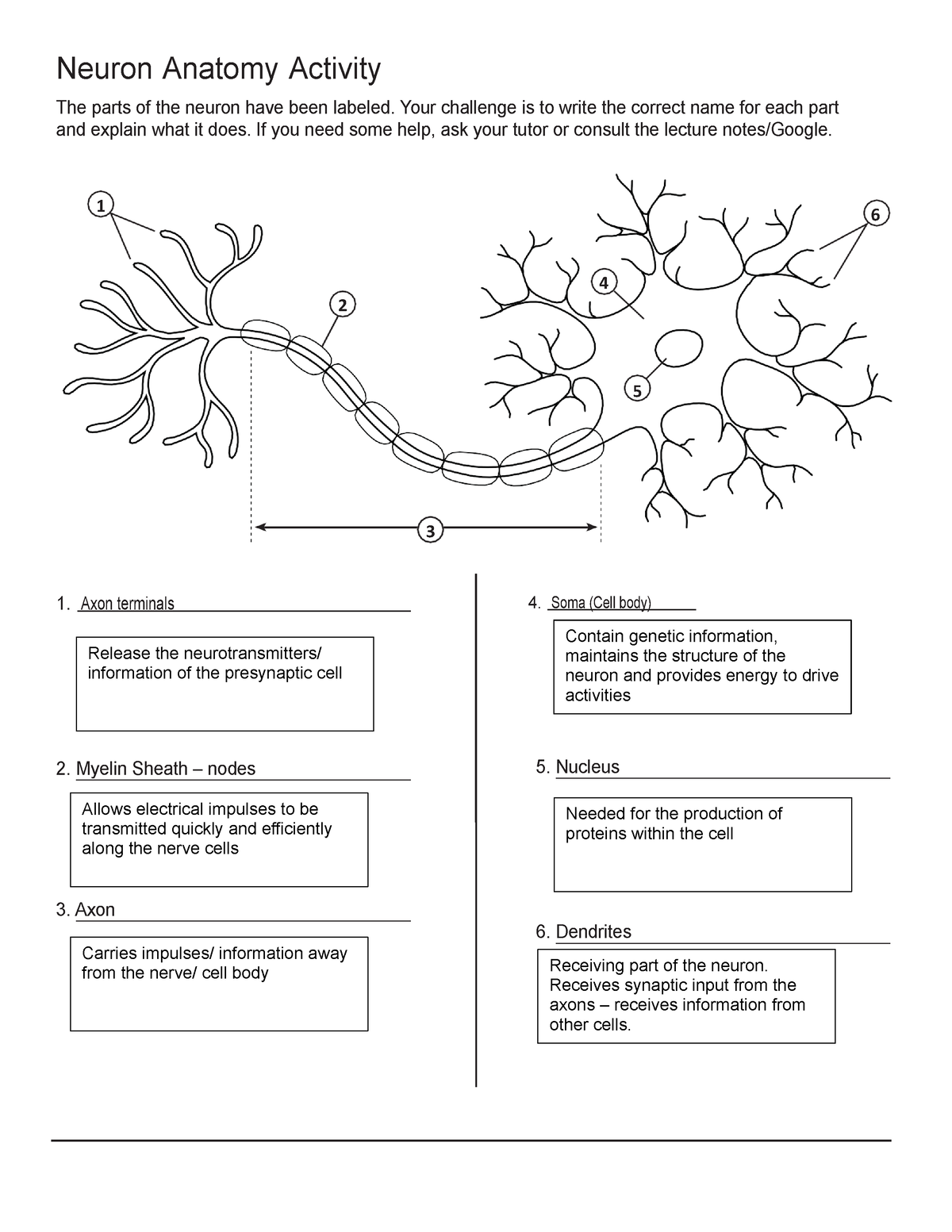 parts of a neuron anatomy