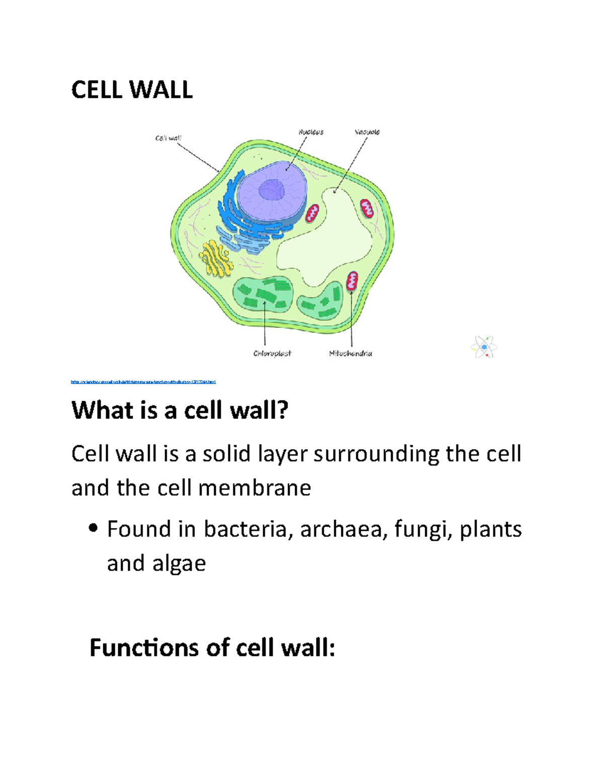 Cell Wall Summary Cell Wall Explained In Detail With Images labeling 