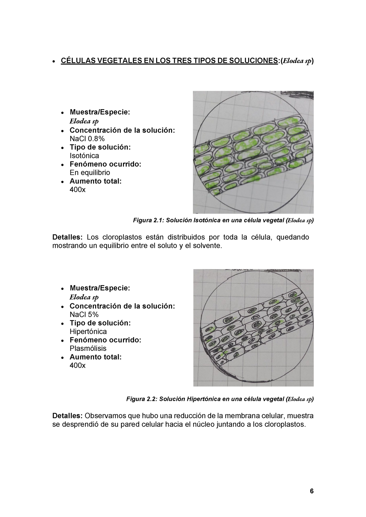 célula vegetal en solución hipotónica