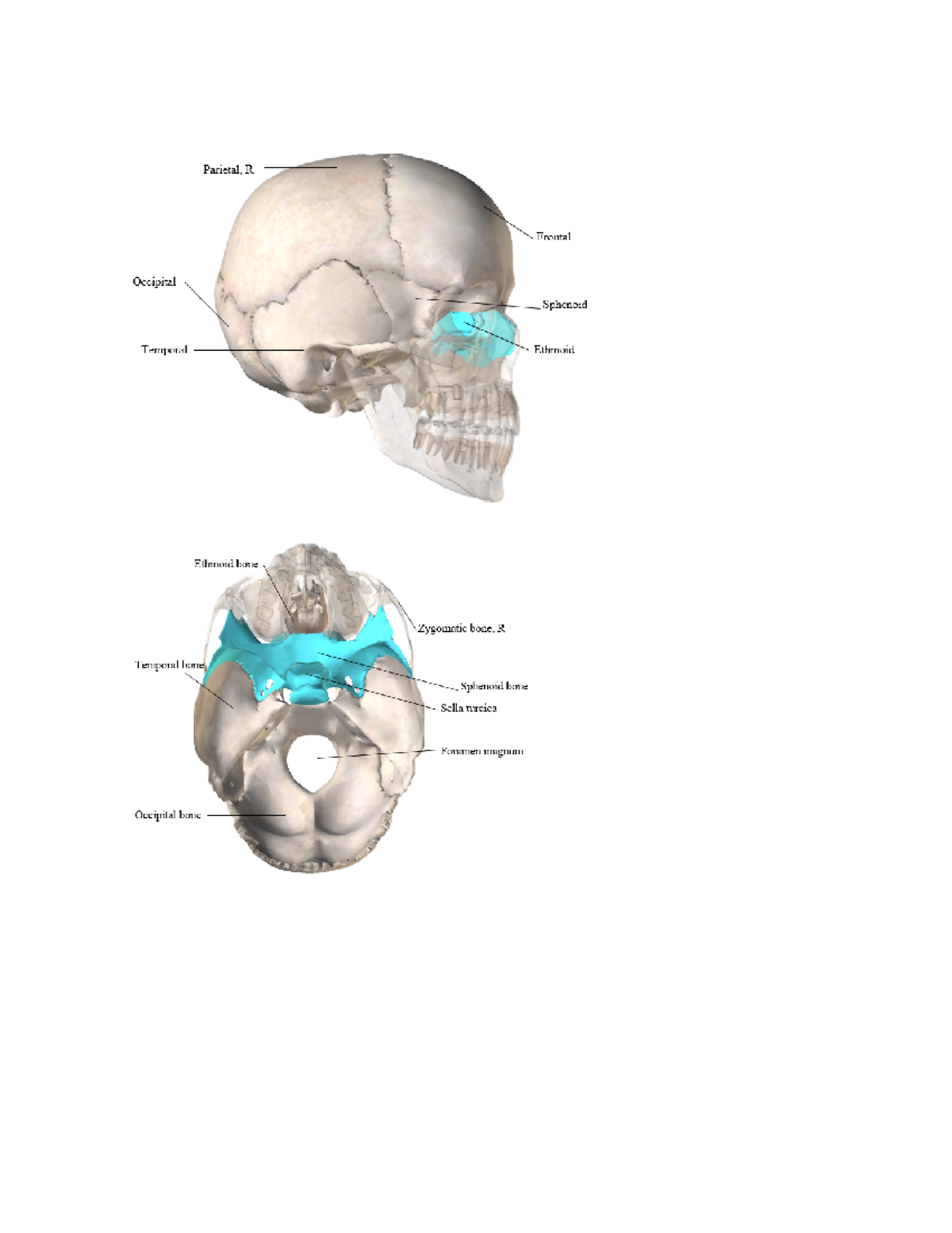 BIOD 151 Skull Skeletal System Biod151 Studocu