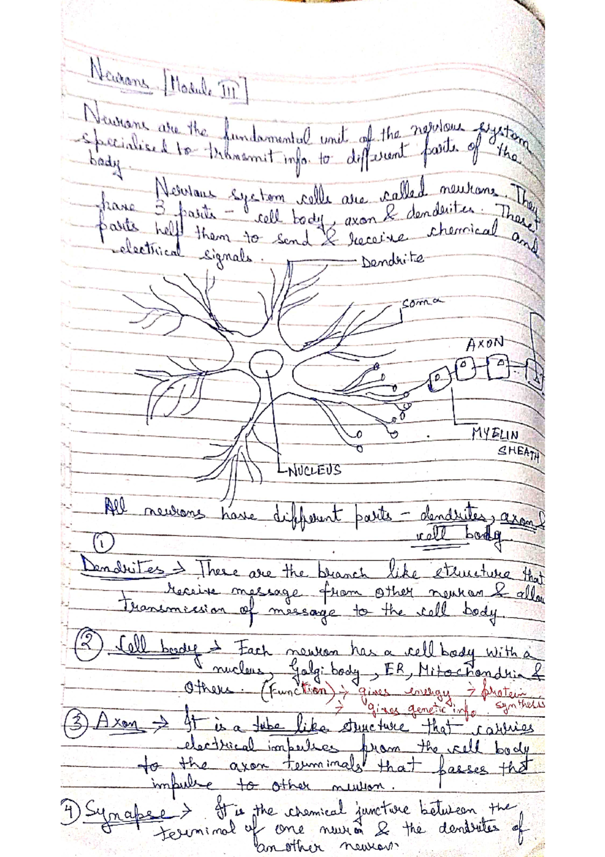 Neurons Details Applied Psychology Studocu Neurons Details Applied Psychology Studocu