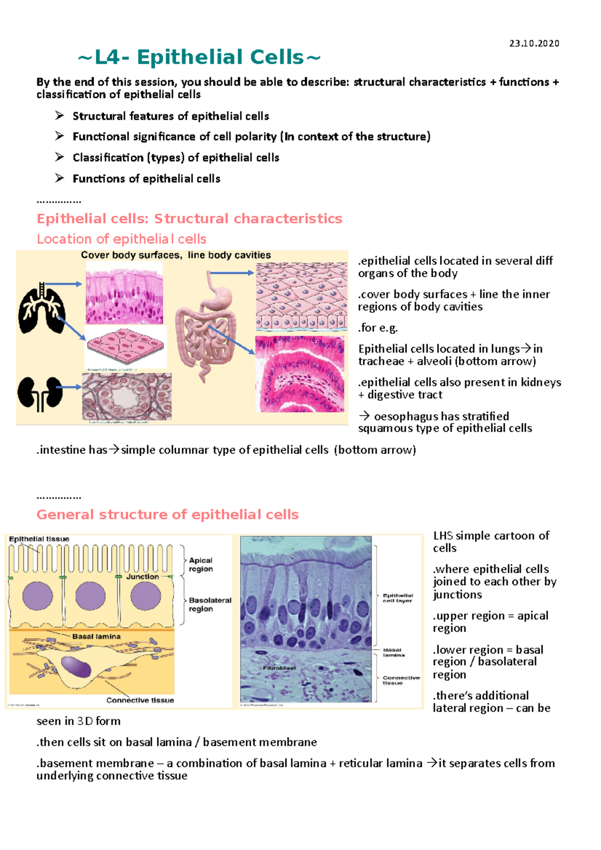 L4 Part 1- Epithelial Cells - structural characteristics and location ...