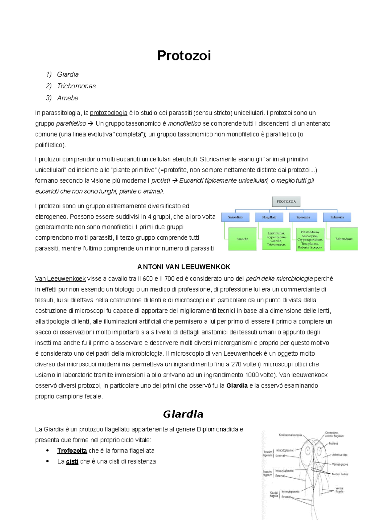 Vetrino di cisti di giardia lamblia