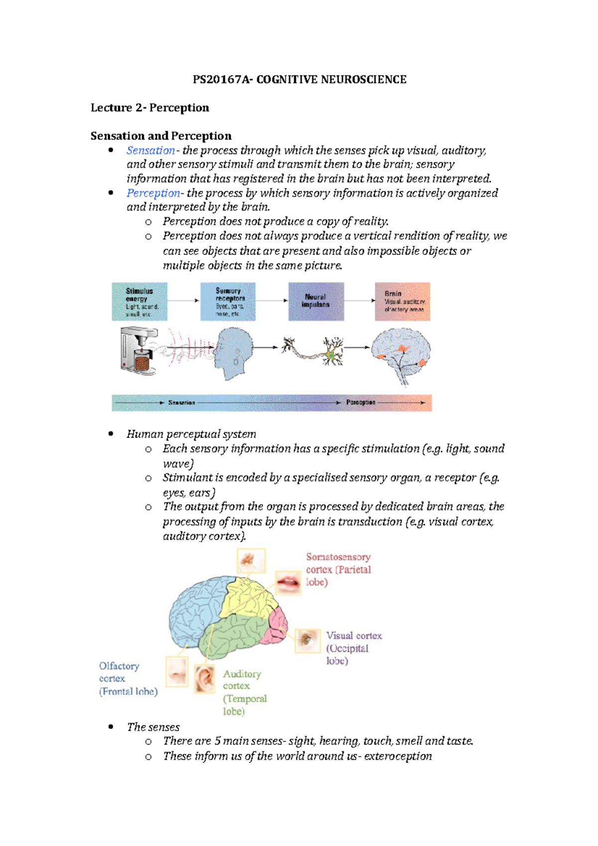 Lecture 2- Perception - PS20167A- COGNITIVE NEUROSCIENCE Lecture 2 ...