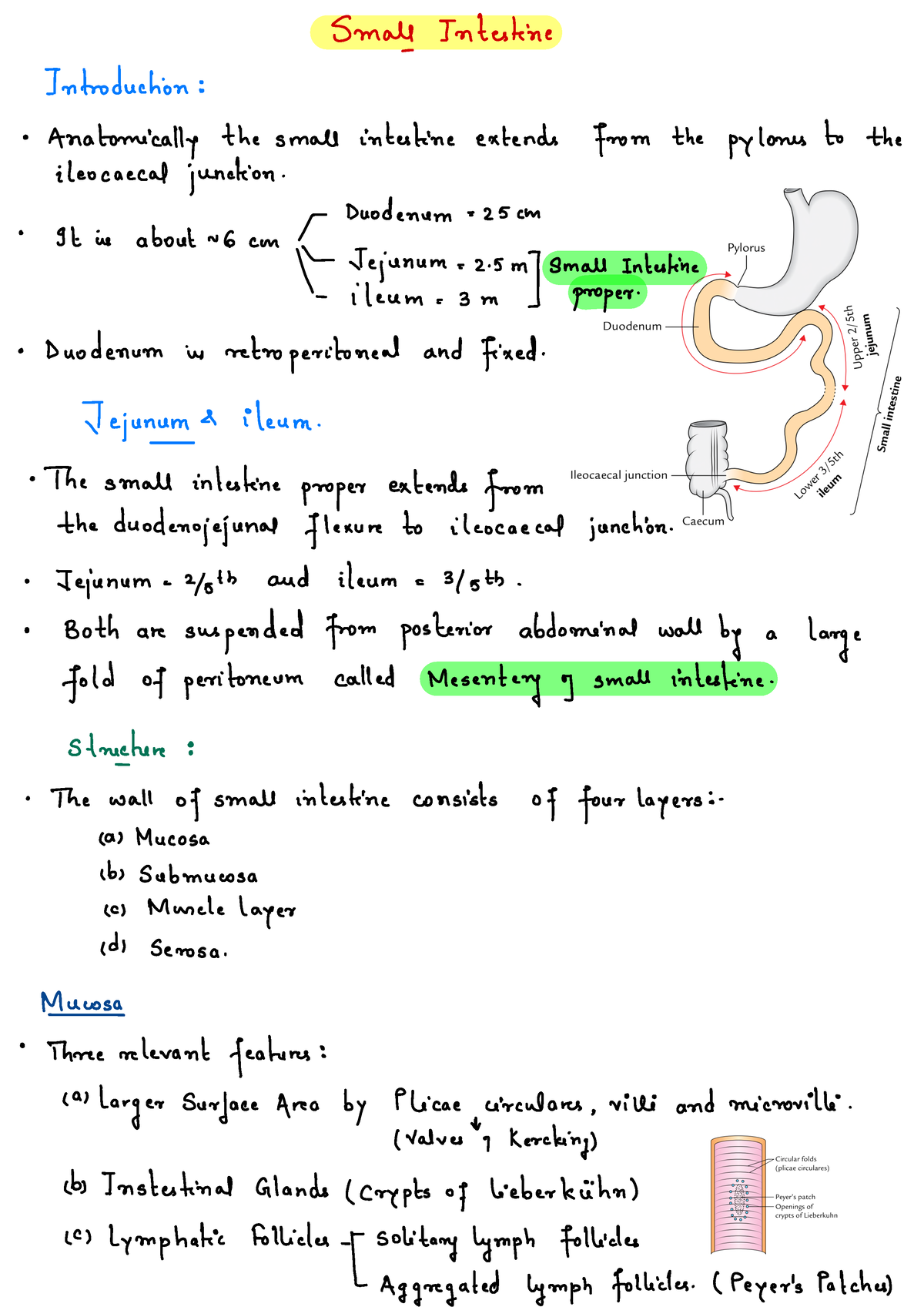 Abdominal Organ - Small Intestine - Small Intestine Introduction 