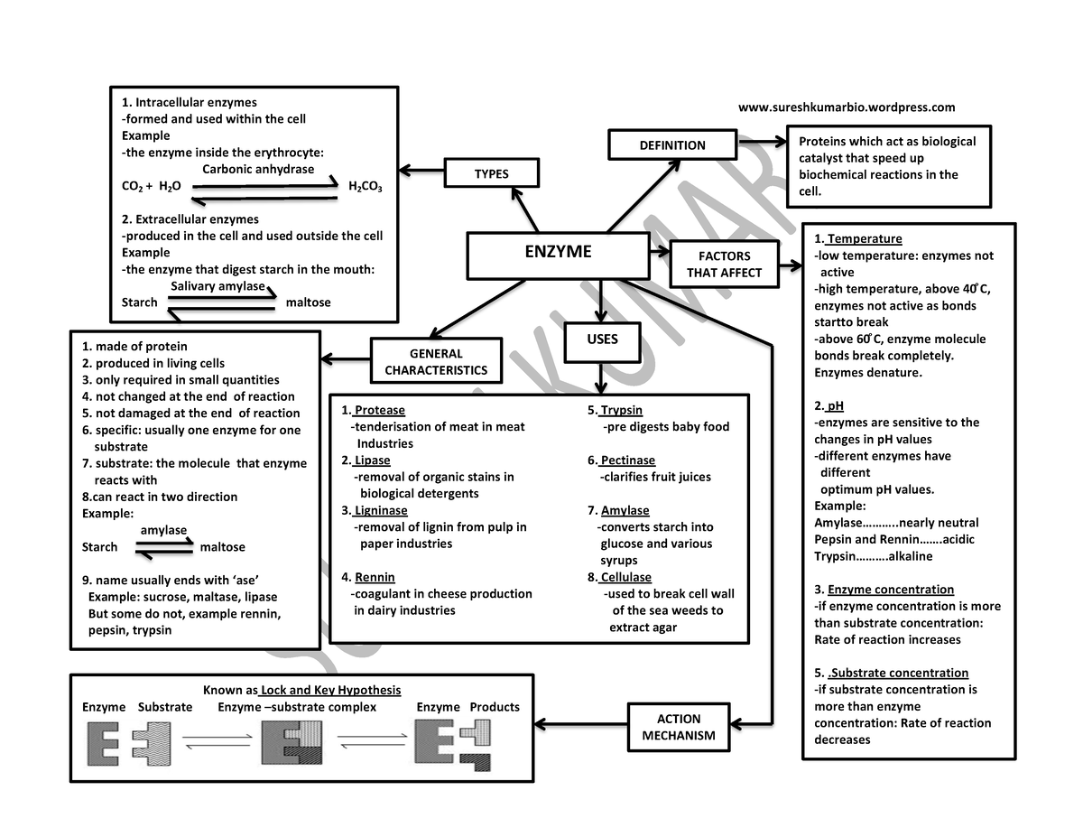 enzyme hypothesis notes