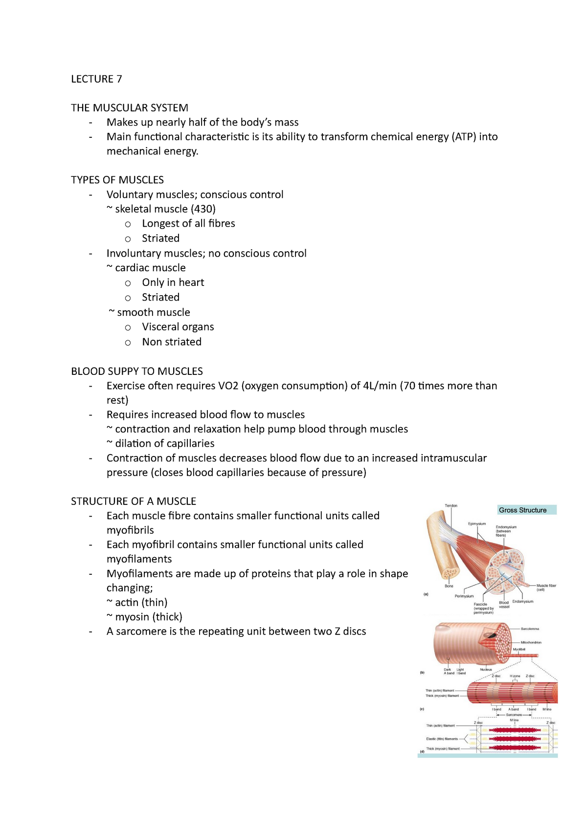 Anatomy EXAM Notes - LECTURE 7 THE MUSCULAR SYSTEM Makes up nearly half ...