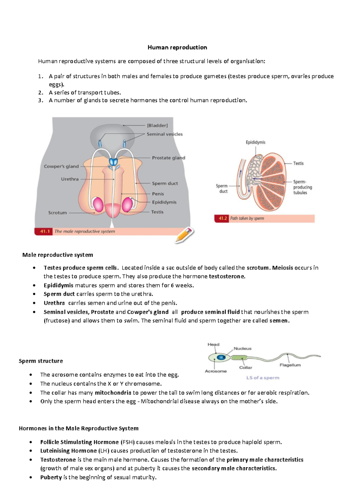 LC Human reproduction - Ms Corcoran’s old notes - Human reproduction ...