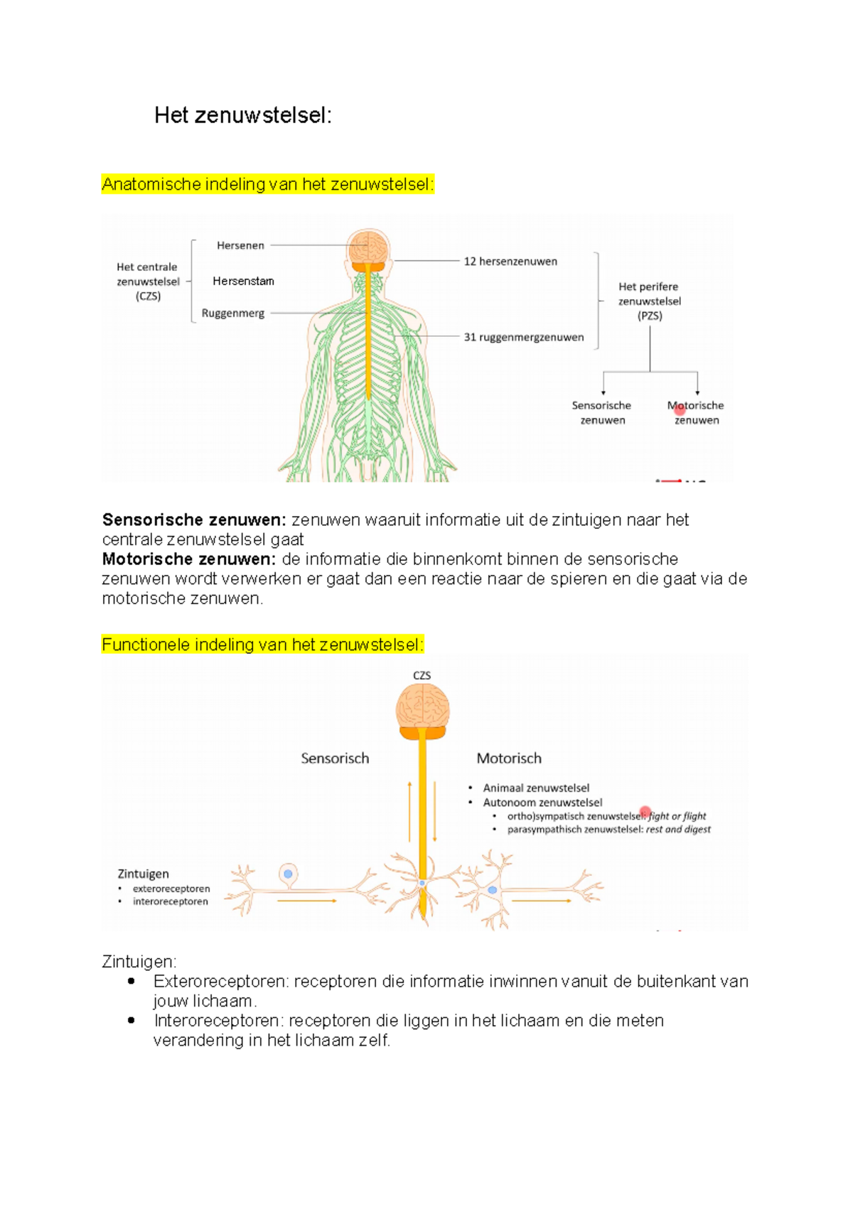 Zenuwstelsel Uitleg Afpf - Het Zenuwstelsel: Anatomische Indeling Van ...