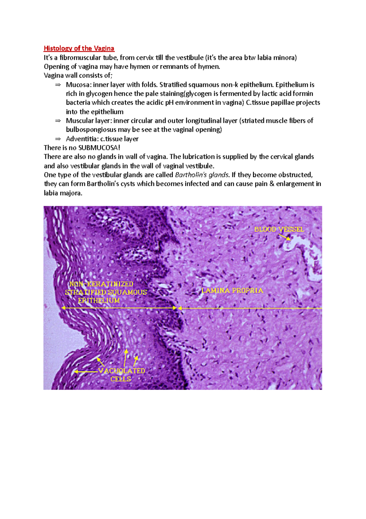 Histology of the Vagina - Histology of the Vagina It’s a fibromuscular ...
