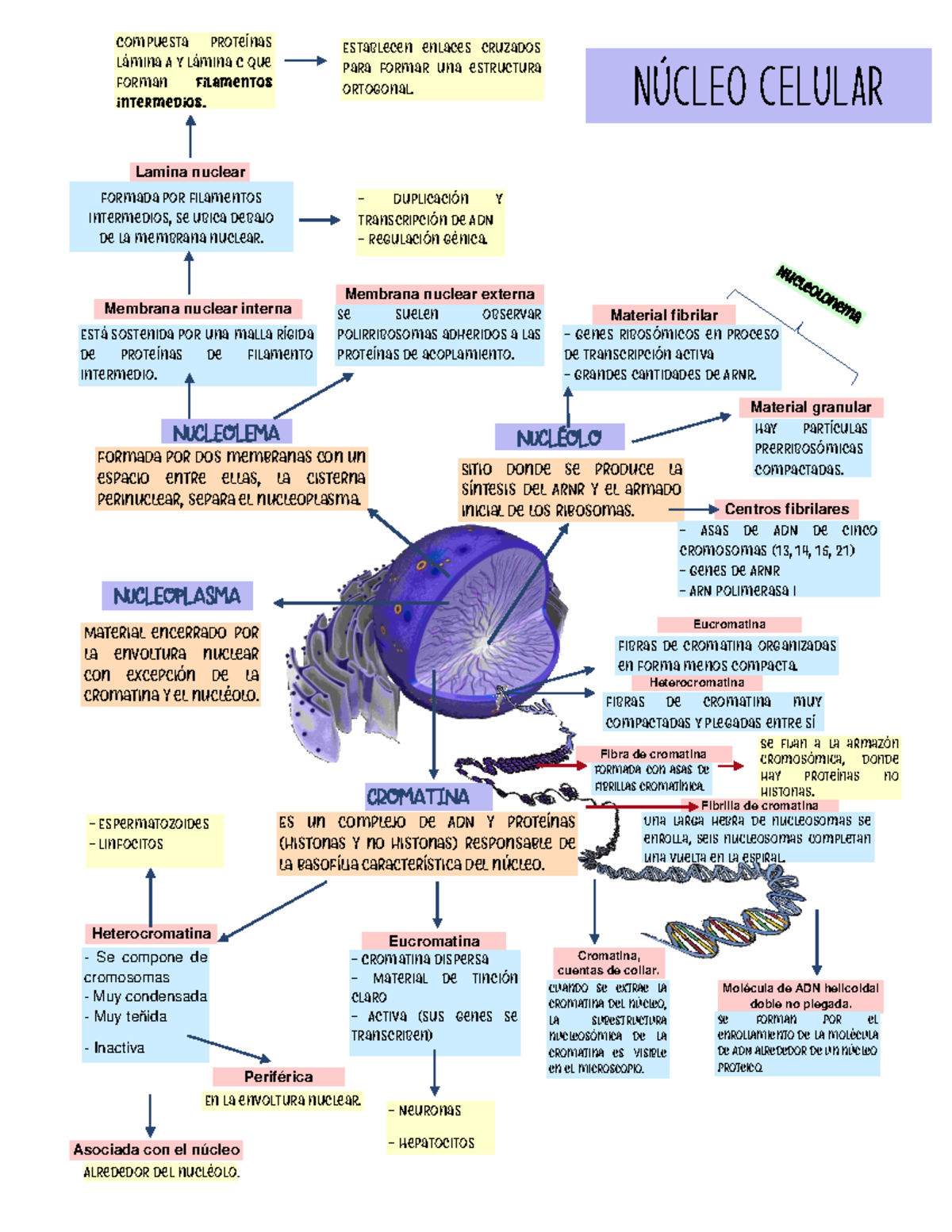 Biologia celular resumen - Biología Celular - UdeC - Studocu