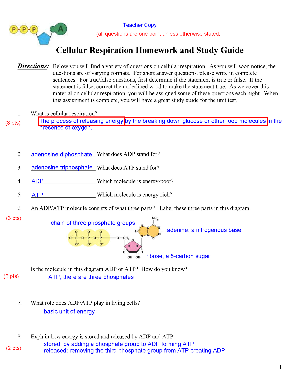 cellular respiration homework and study guide answers