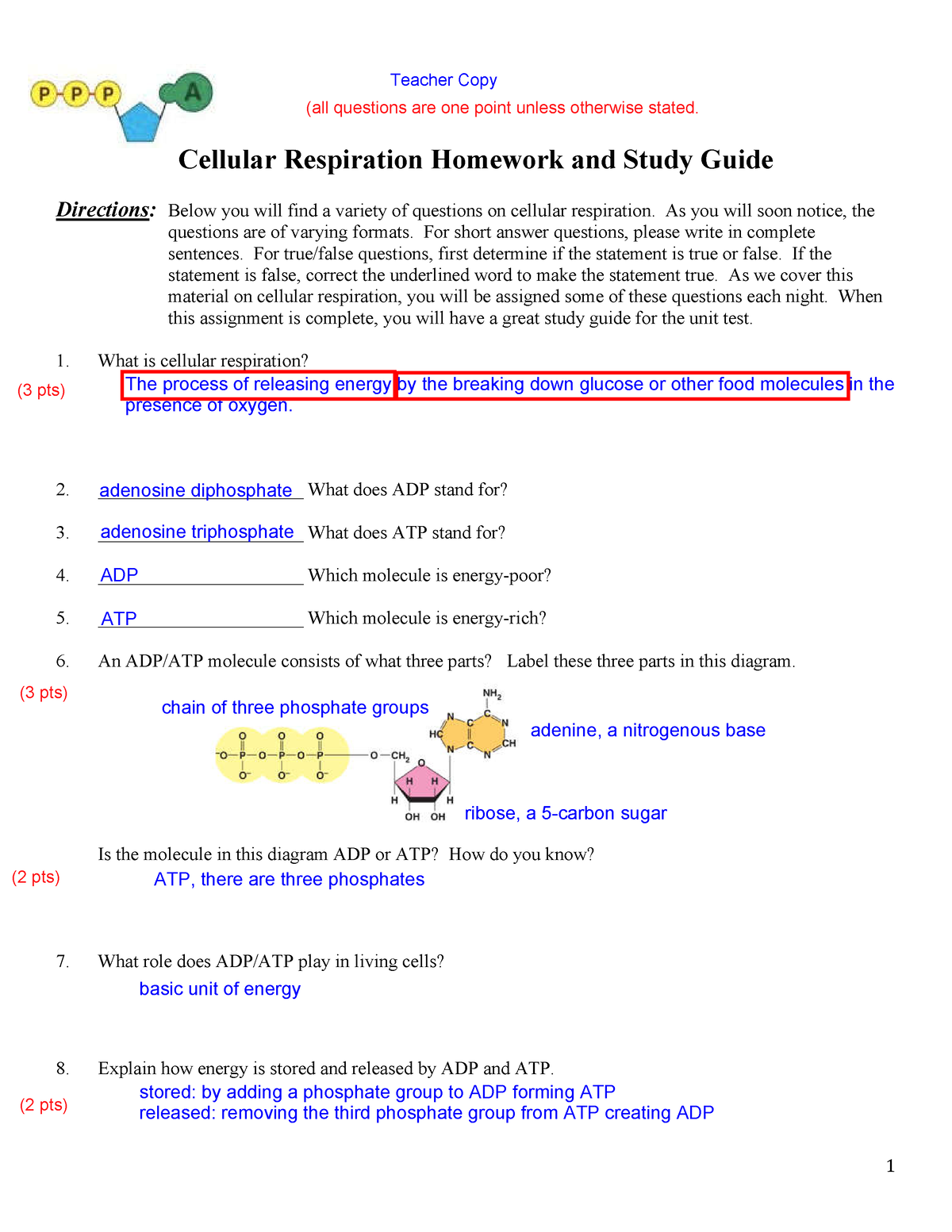 cellular respiration homework and study guide