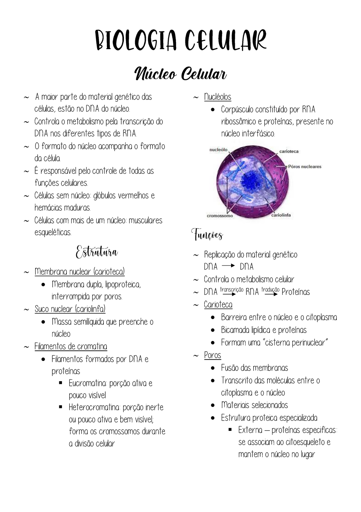 Núcleo interfasico e divisão celular by Biologia- Dúvidas - Issuu