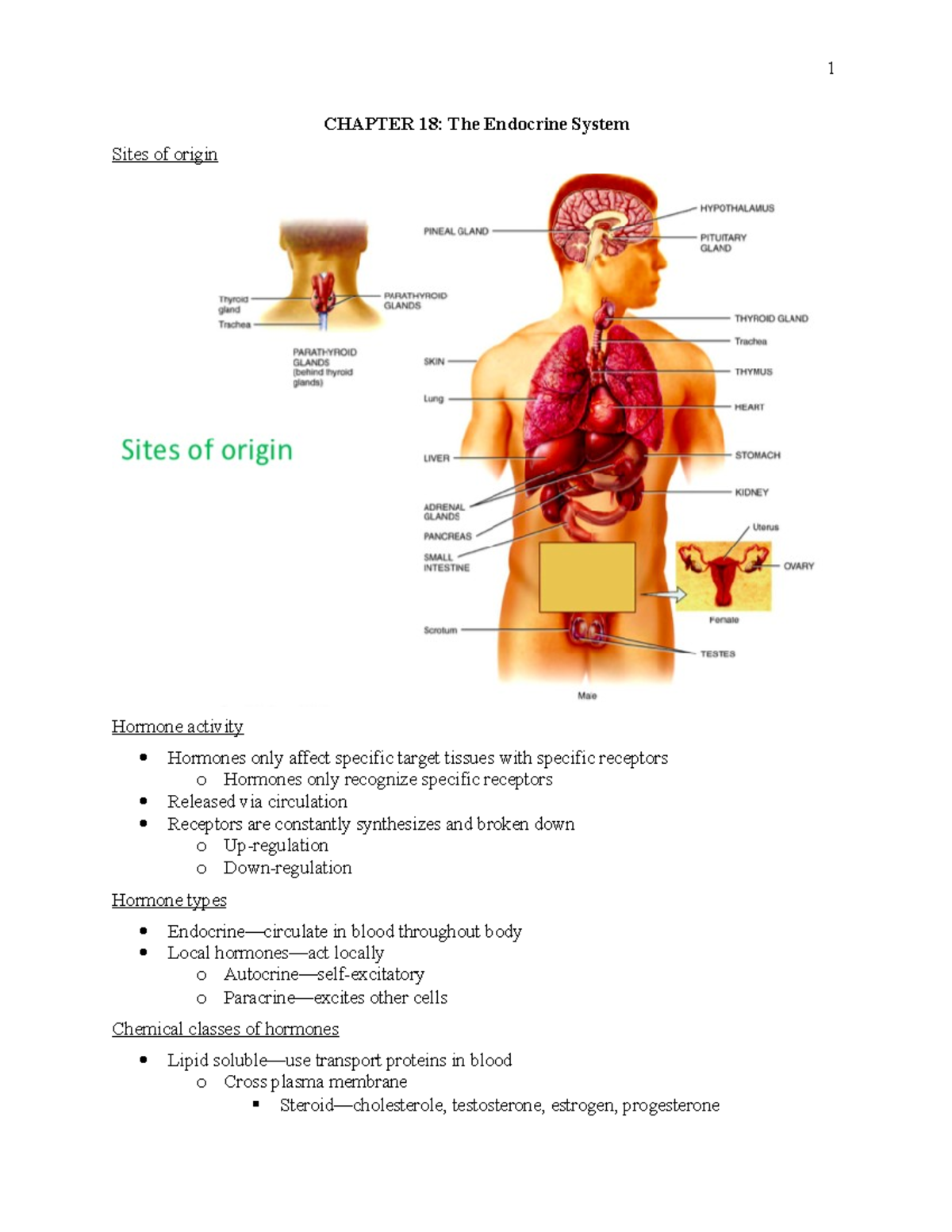 Anatomy 2019-2-28 Chapter 18 Endocrine System - CHAPTER 18: The ...