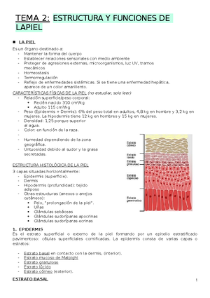 estructura y función de la piel