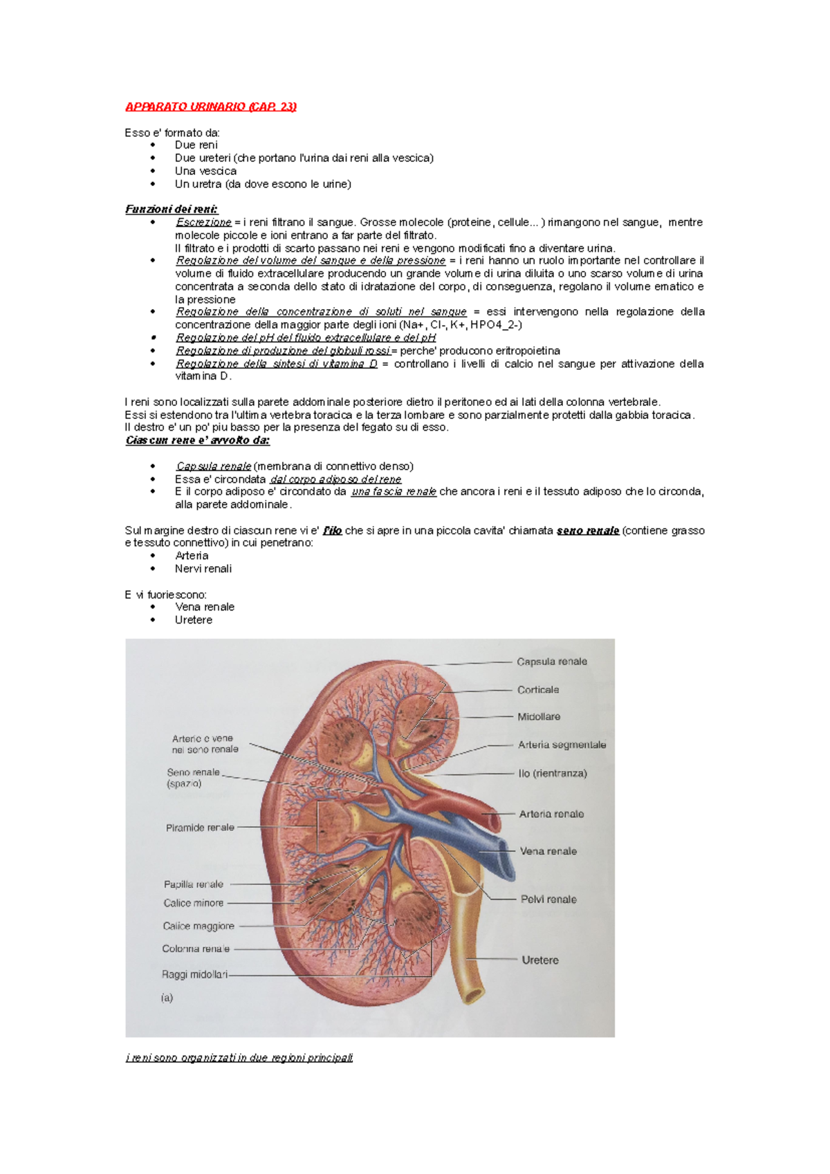 Apparato Urinario Riassunto Seeley S Essentials Of Anatomy And Physiology Apparato Urinario Studocu