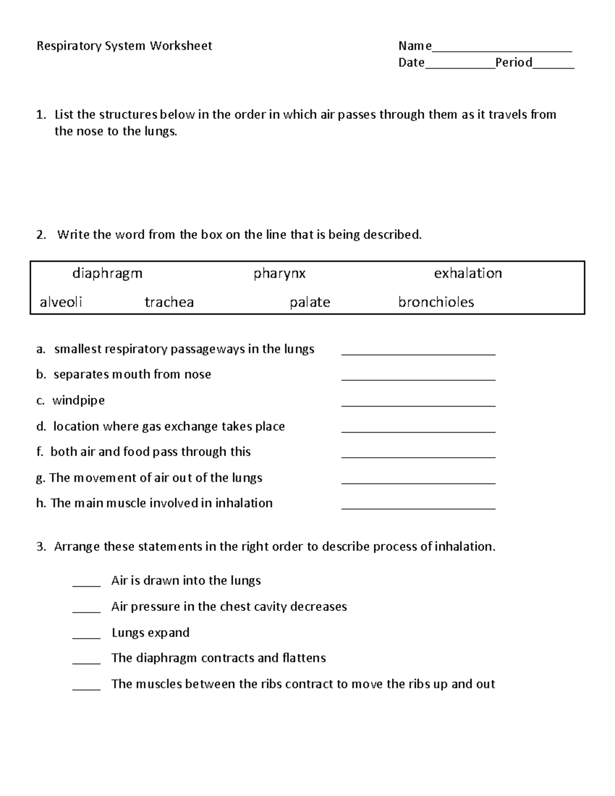 Respiratory System Worksheet - Write the word from the box on the line ...