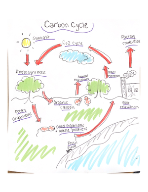 Nitrogen Cycle Vocabulary - NITROGEN CYCLE VOCABULARY AMMONIFICATION ...