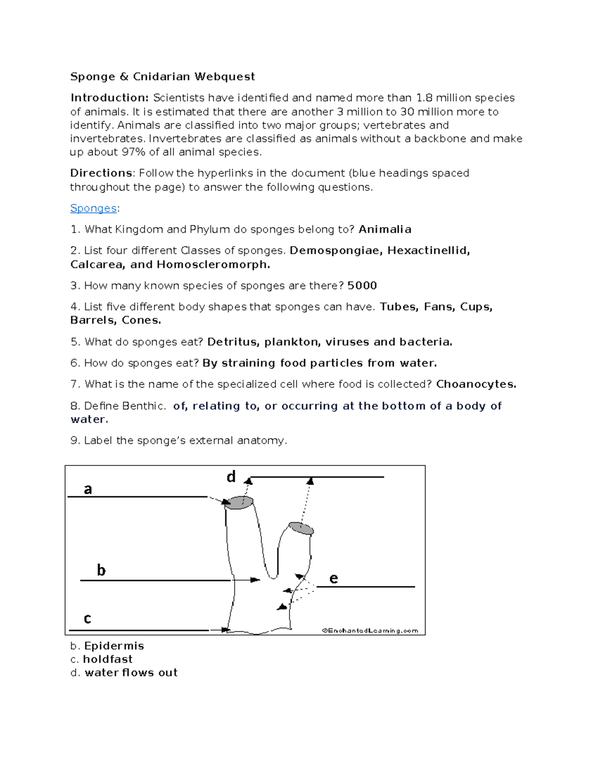 Sponge Cnidarian webquest Complete Sponge & Cnidarian quest