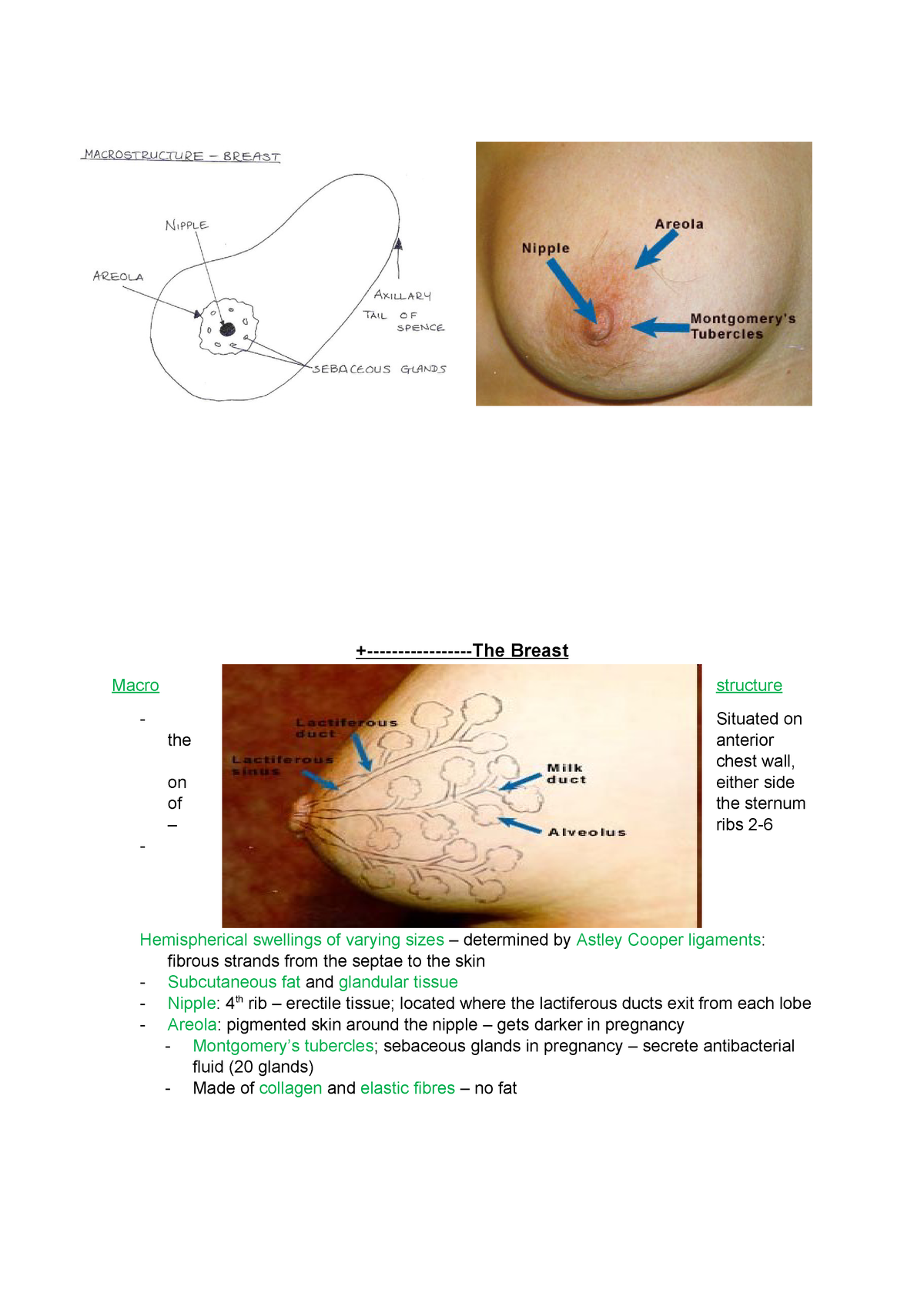 The Breast Notes From Lectures With Sources From Powerpoints Studocu