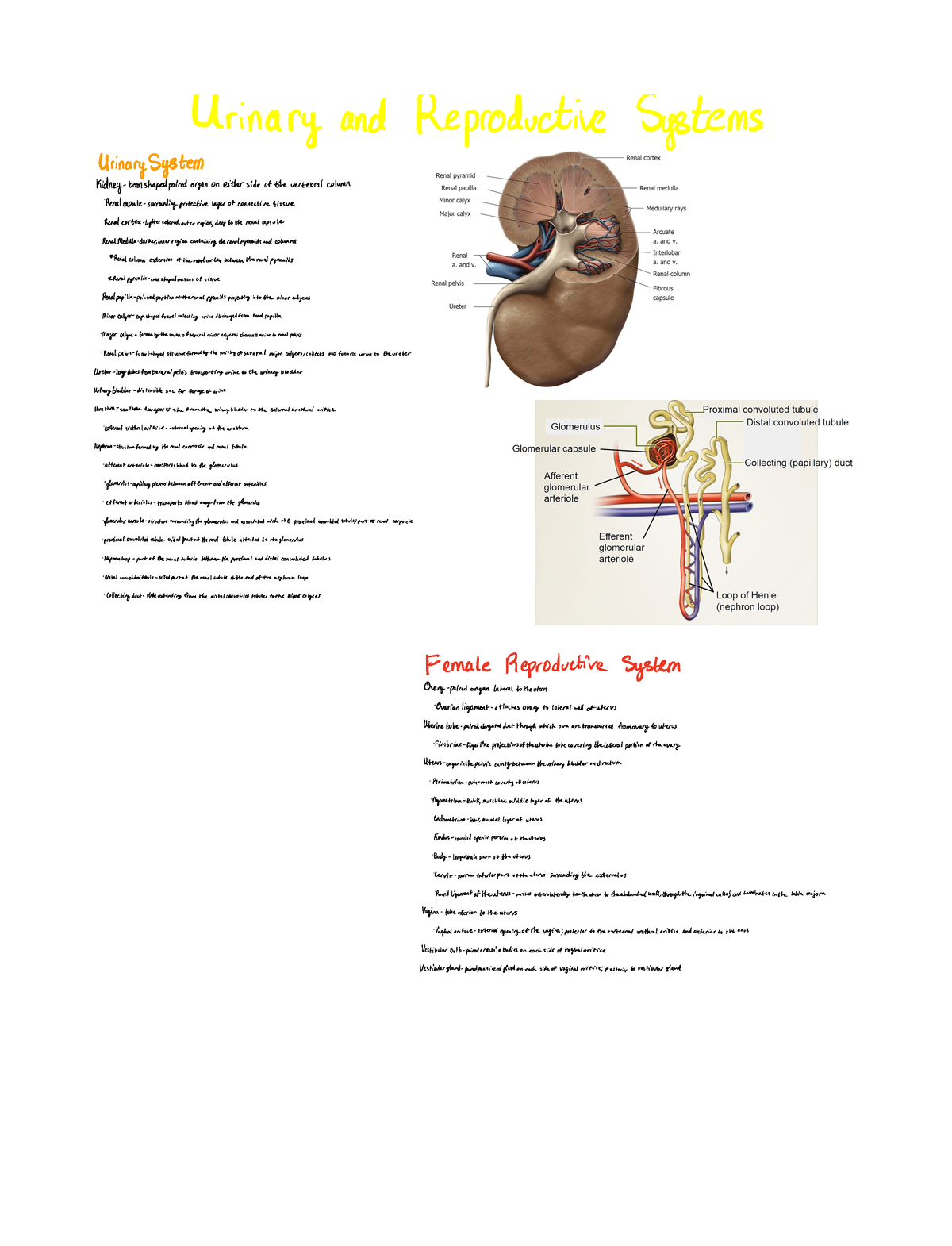 Urinary And Female Reproductive Systems Terms - Urinary And ...