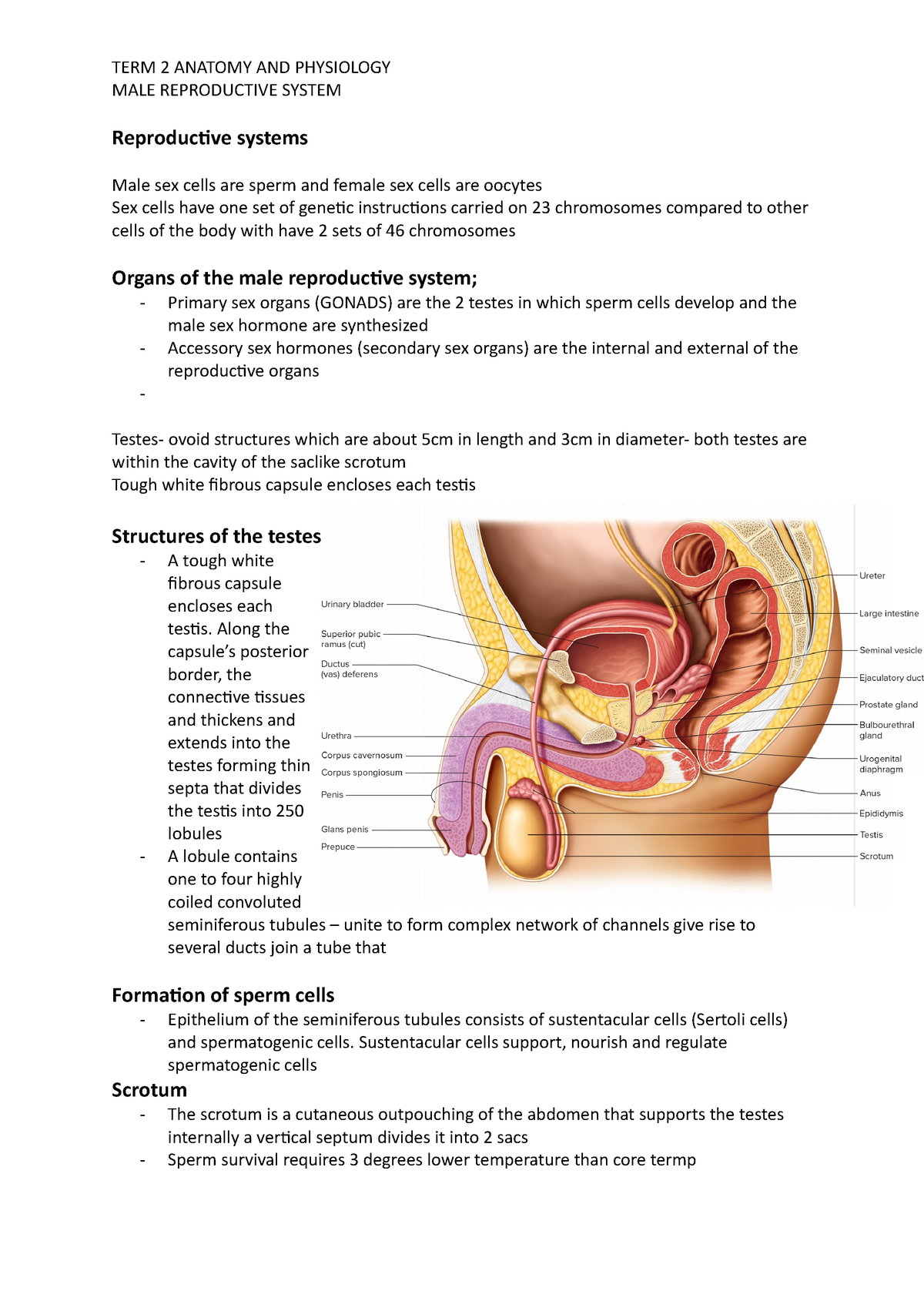 Reproductive systems male - MALE REPRODUCTIVE SYSTEM Reproductive systems Male  sex cells are sperm - Studocu