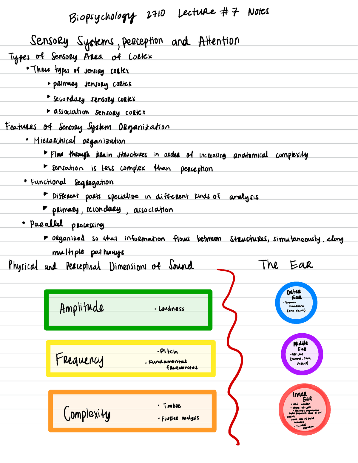 Biopsychology 2710 Lecture #7 Notes 1/7 - Biopsychology 2710 Lecture ...