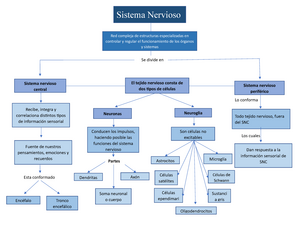 Sistema nervioso generalidades Mapa conceptual - Red compleja de  estructuras especializadas en - Studocu