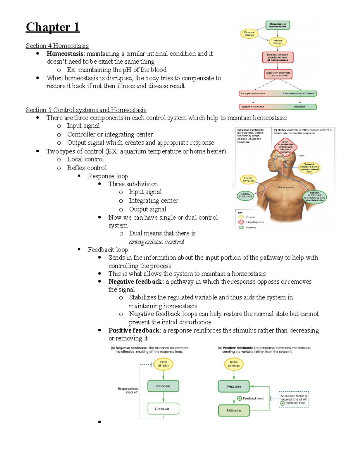 Chapter 1 - Lecture Notes 1 - Chapter 1 Section 4 Homeostasis ...