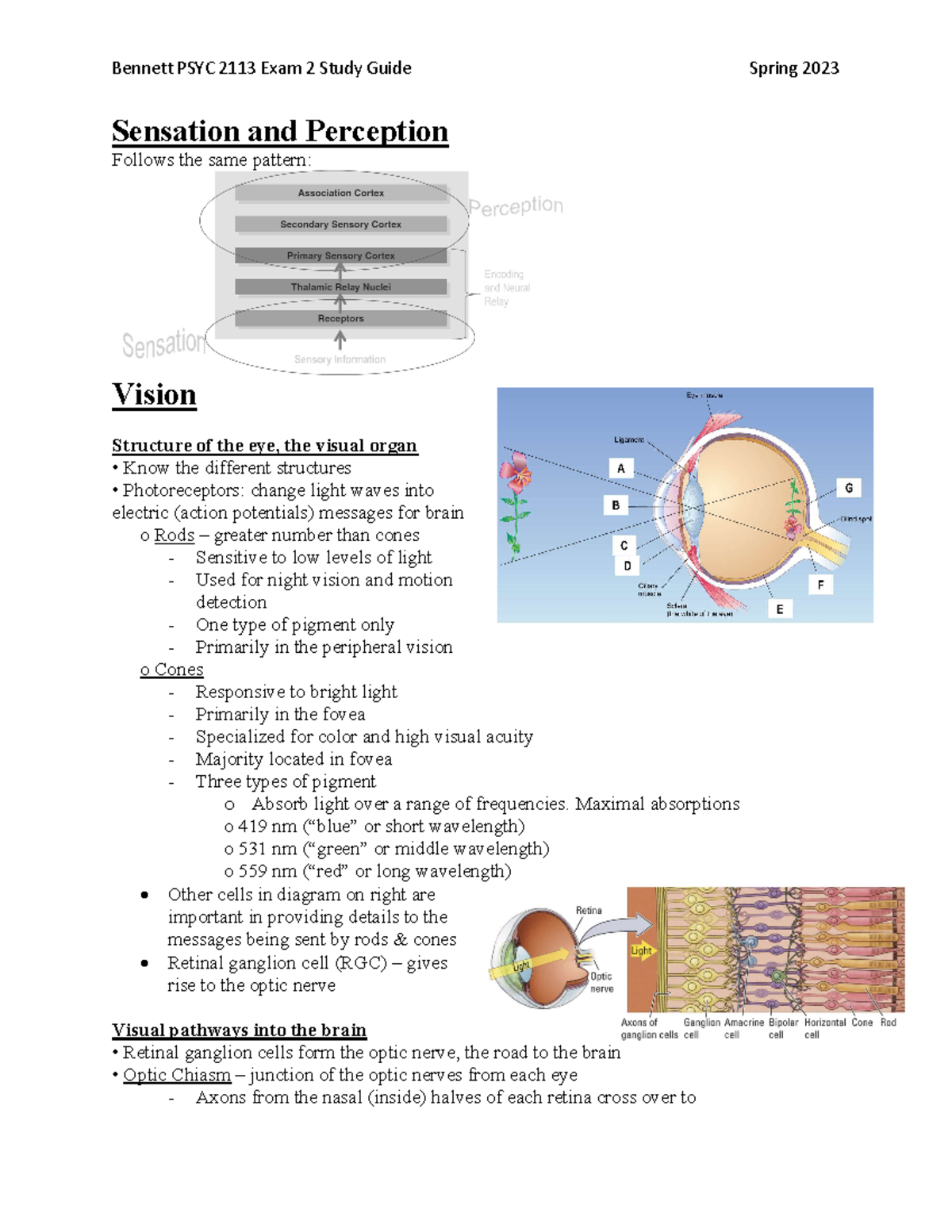 Exam 2 Study Guide - Focus On Chapter 9-11 - Sensation And Perception ...