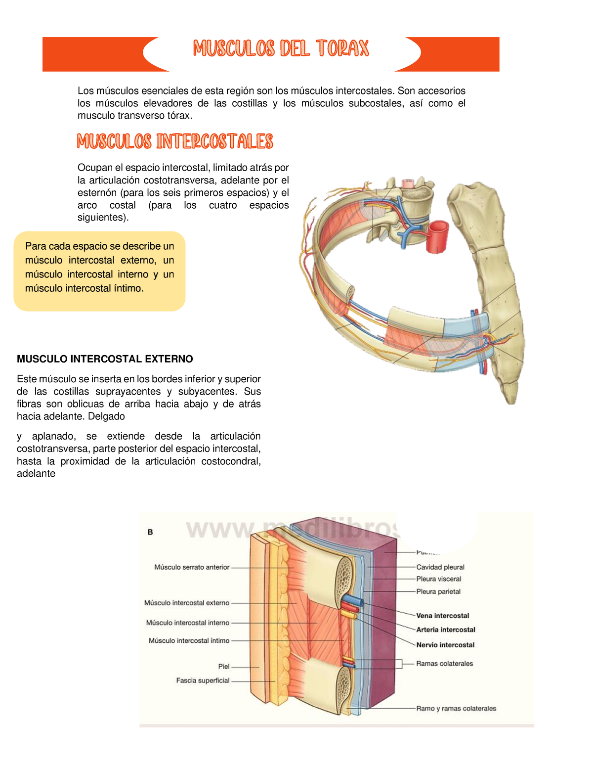 Músculos Intercostales Son Accesorios Los Músculos Elevadores De Las Costillas Y Los Músculos 6298