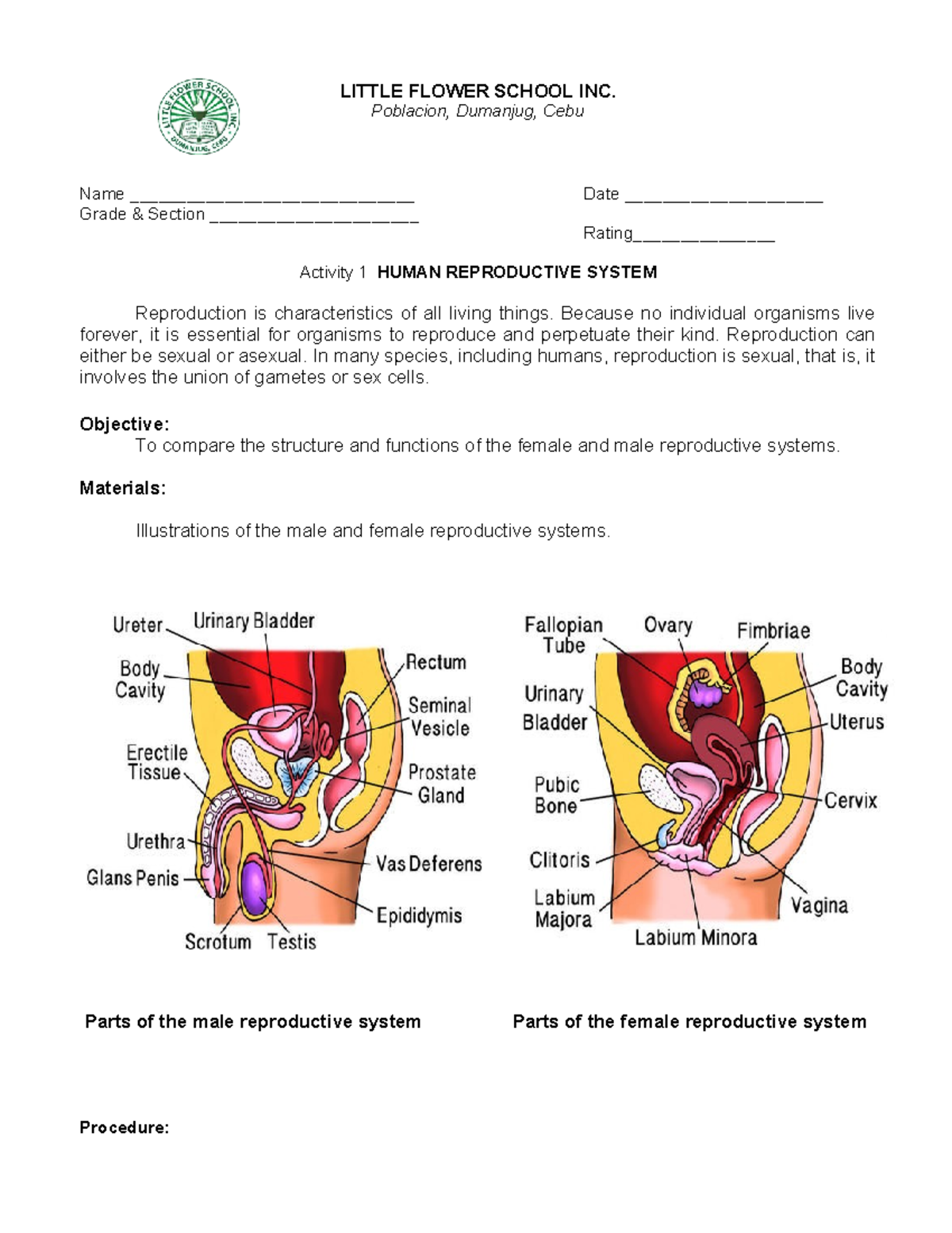 Activity on Human Reproductive Systems - LITTLE FLOWER SCHOOL INC ...