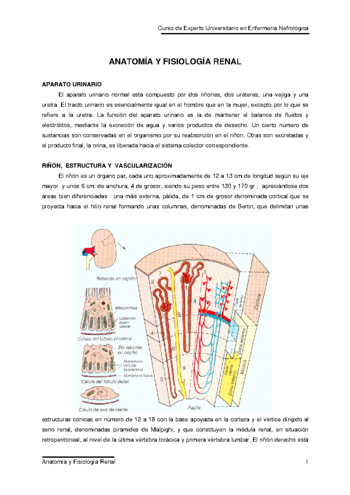 Anatomia Y Fisiologia Renal Nefrologia AnatomÍa Y FisiologÍa Renal Aparato Urinario El Aparato 5120