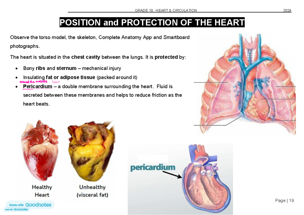 1 Heart and Circulation Notes - POSITION and PROTECTION OF THE HEART ...