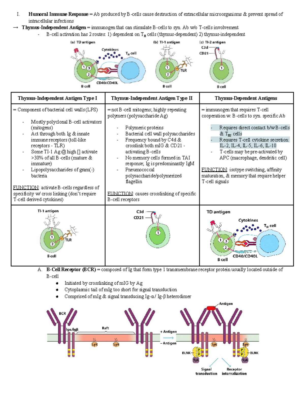 BIOL128 final I. Humoral Immune Response = Ab produced by Bcells cause destruction of Studocu