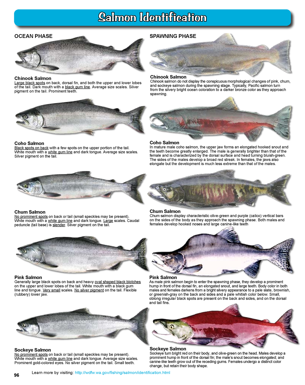 2012-13 marine - n/A - OCEAN PHASE Chinook Salmon Chinook salmon do not ...