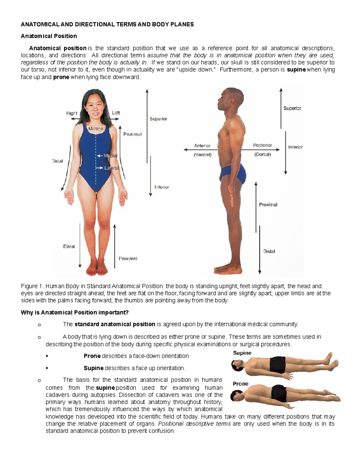 What Are The 4 Components Of Anatomical Position