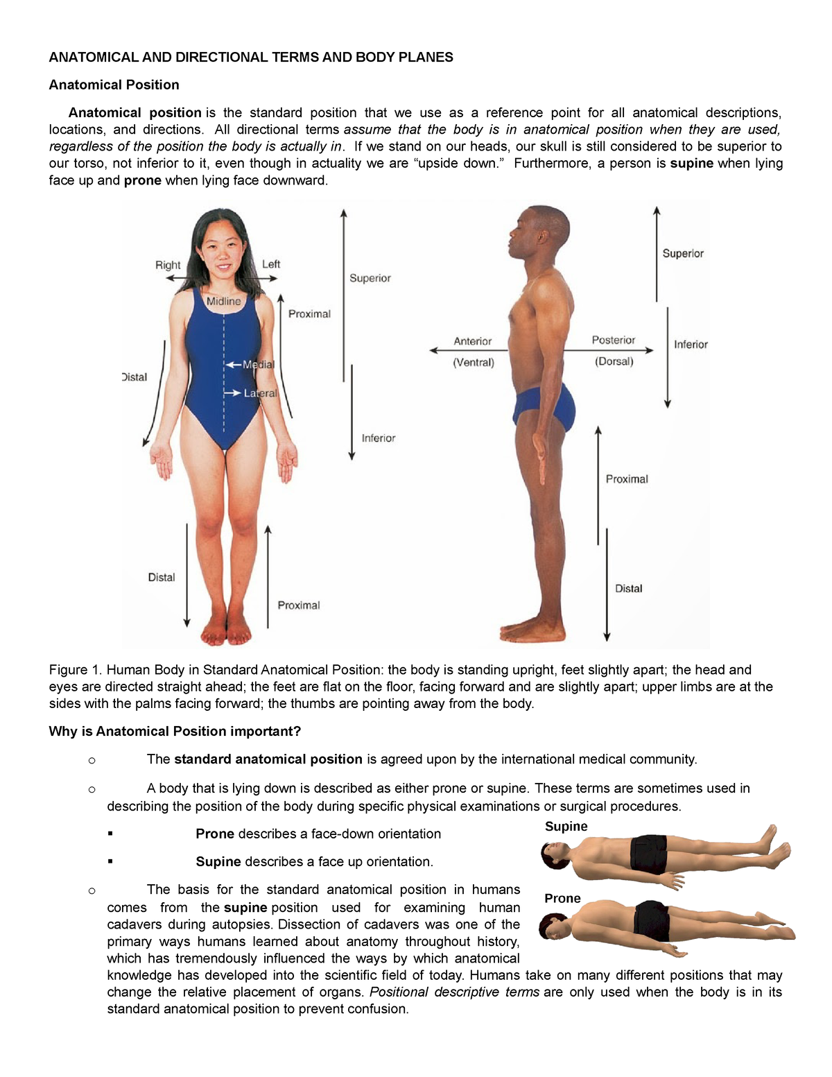 M1T1D Lecture Notes On Anatomical Positions Anatomical Terms 