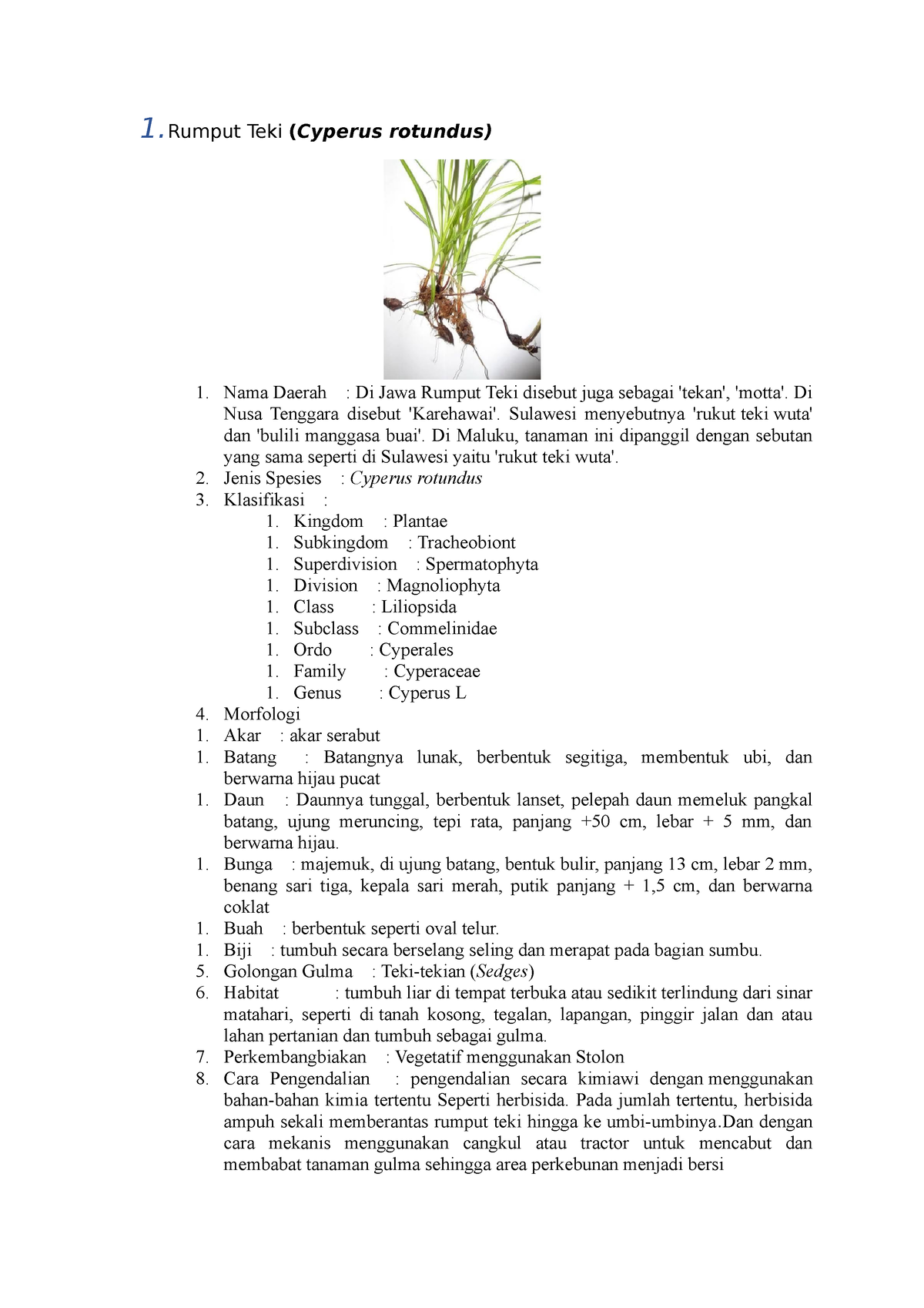 Gulma Bandotan Tugas 1 Teki Cyperus Rotundus Nama Daerah Di