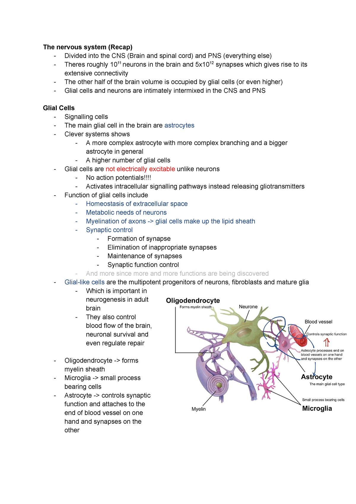 Phol0005 Glial Cells - The Nervous System (recap) - Divided Into The 