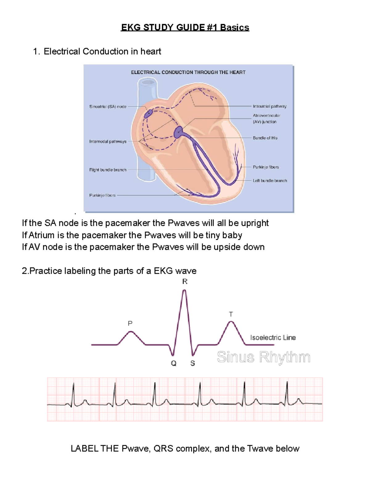 EKG Study Guide EKG EKG STUDY GUIDE 1 Basics Electrical Conduction