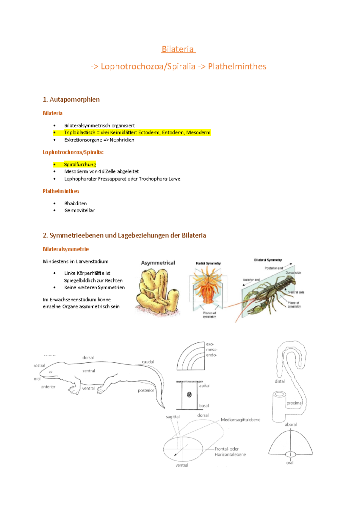 4. Bilateria Basierend auf dem Skript und der Vorlesung von Prof