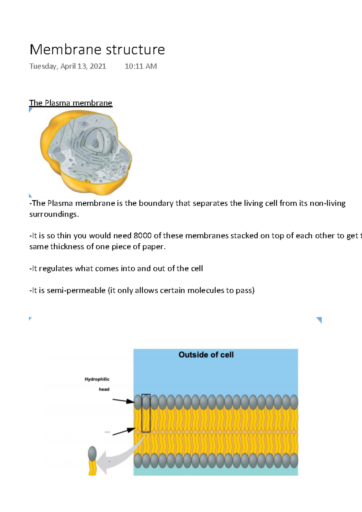 BIOL401 Membrane structure L9 - The Plasma membrane -The Plasma ...